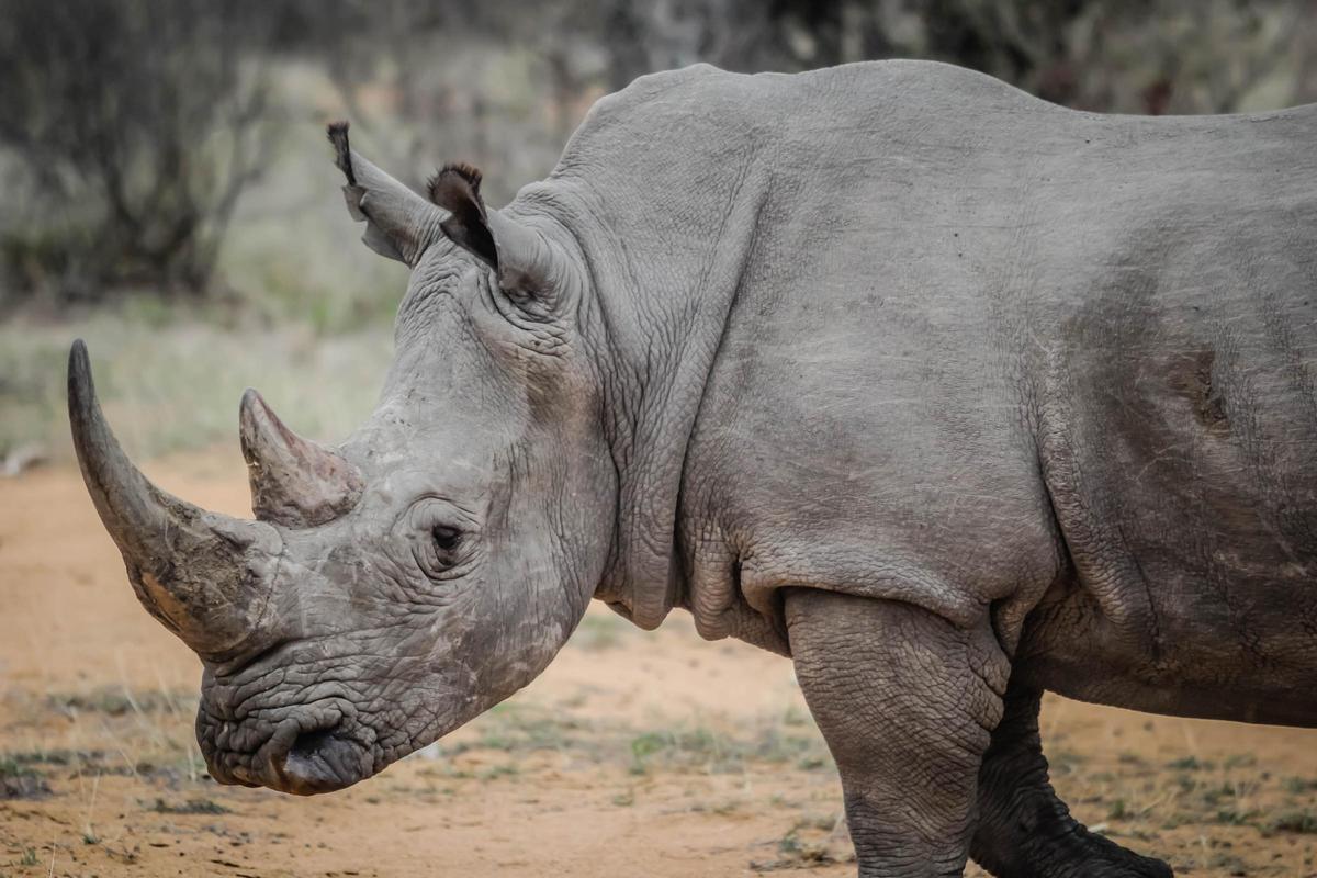 Más de 2.000 rinocerontes blancos en cautividad en Sudáfrica serán liberados en diez años