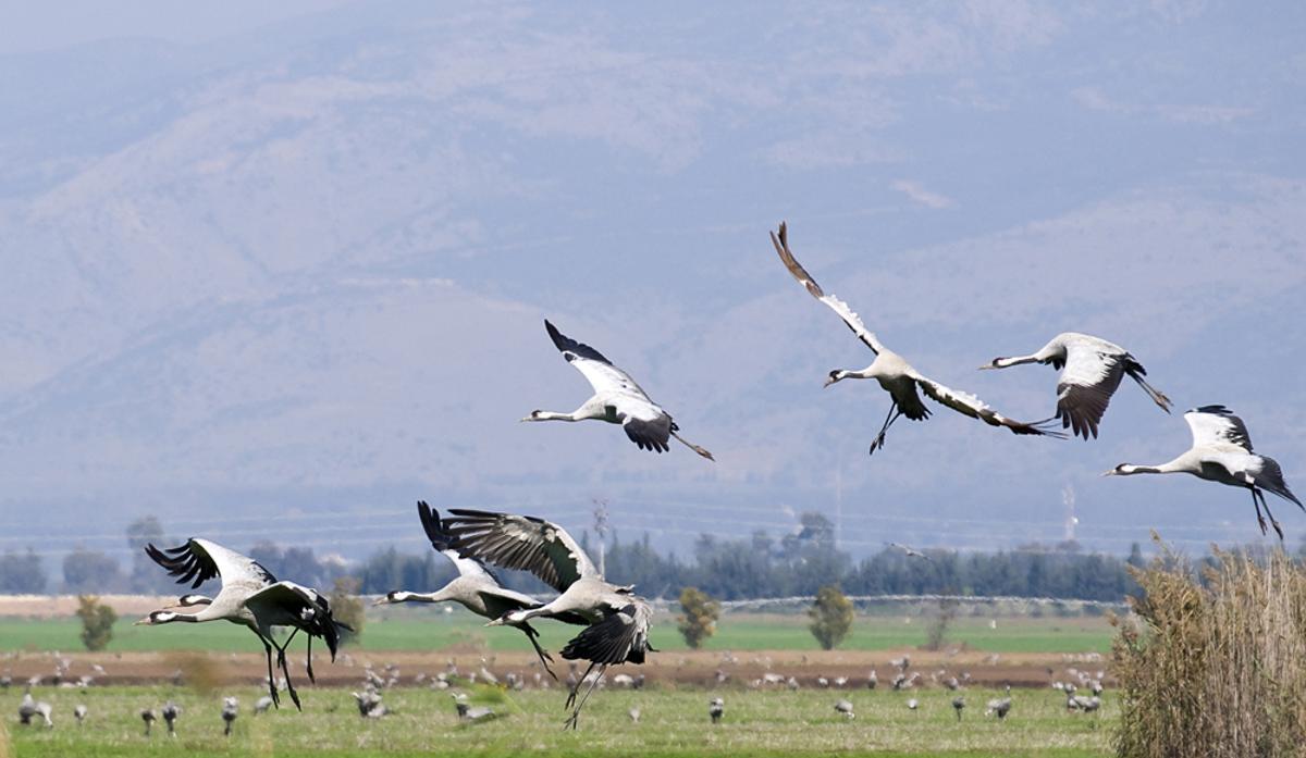 Miles de grullas han muerto en otros países europeos