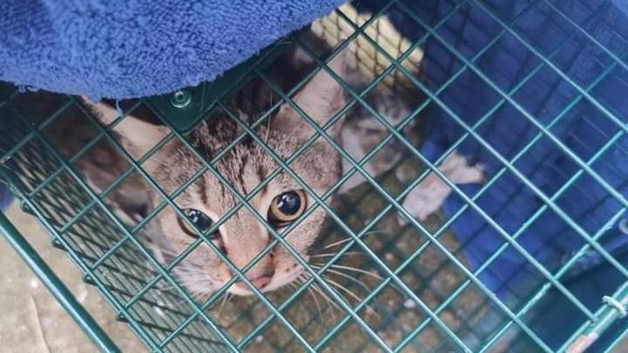 Rescatados 17 gatos del &quot;solar de los horrores&quot; de Palma