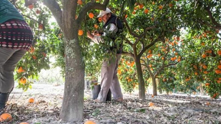 La sequía provoca 20 millones en pérdidas en la agricultura