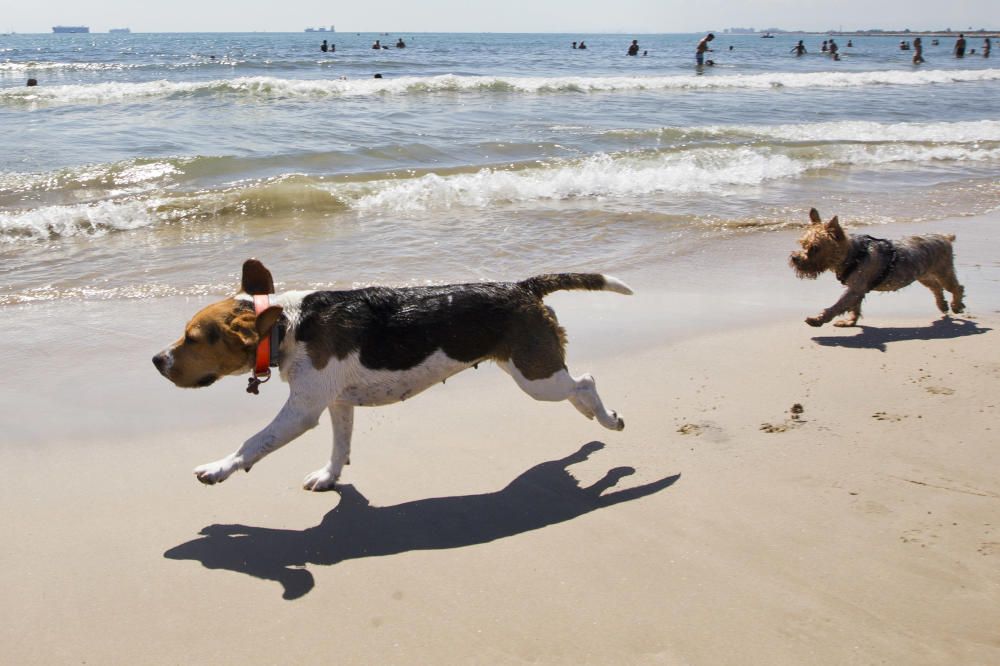 La playa para perros de Pinedo, a reventar