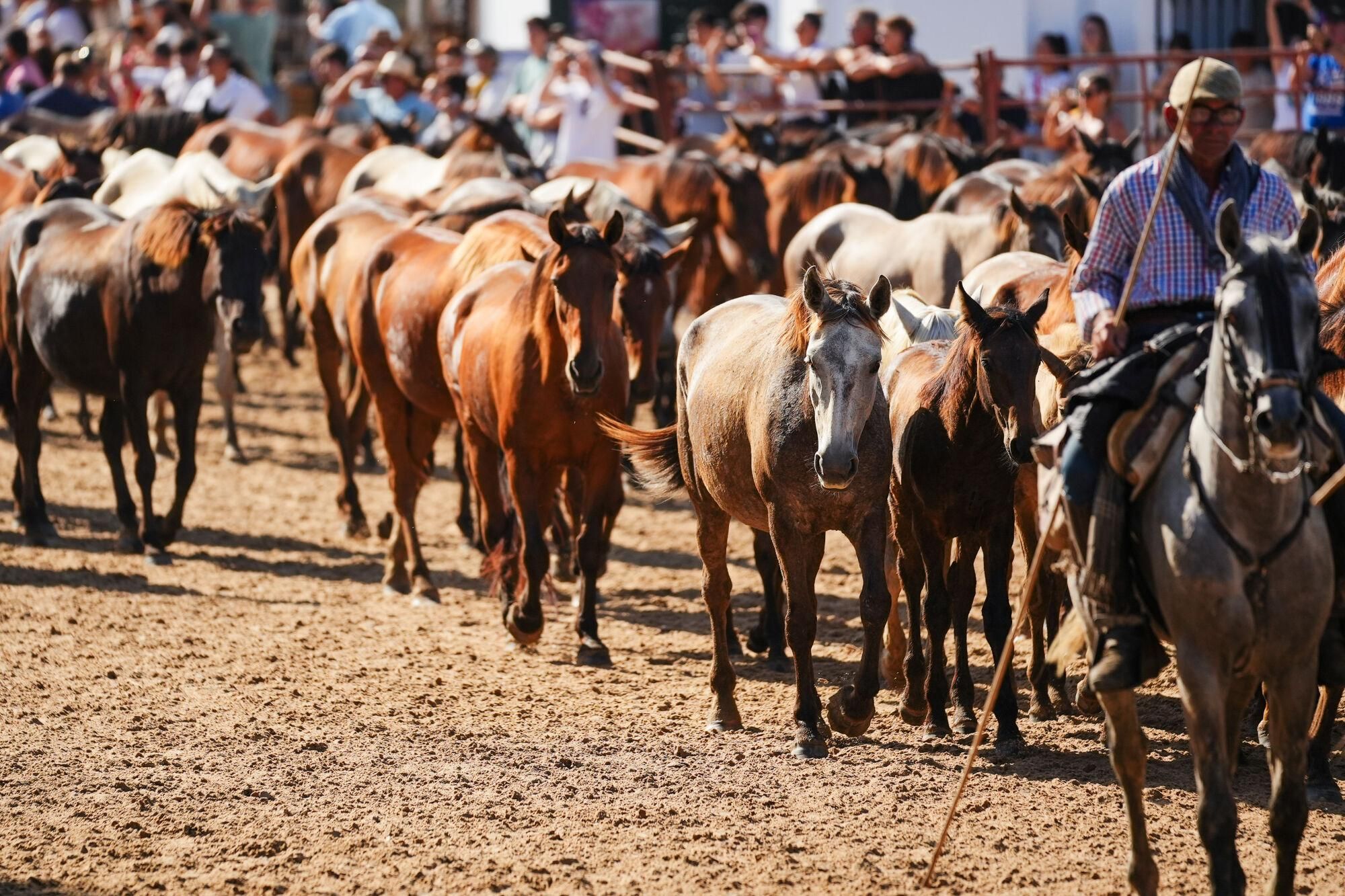 Imágenes de la entrada de entrada de la Saca de Yeguas a la ermita del Rocío. A 26 de junio de 2026 en Sevilla, Andalucía (España). La consejera de Sostenibilidad y Medio Ambiente, Catalina García, y el consejero de Turismo y Andalucía Exterior, Arturo Bernal, han atendido a los medios de comunicación en la aldea de El Rocío, en Almonte (Huelva), con motivo de su participación en la tradicional Saca de Yeguas. El acto, de gran arraigo en la cultura andaluza, reúne cada año a miles de personas y destaca por su valor medioambiental, ganadero y turístico. 26 JUNIO 2025 Francisco J. Olmo / Europa Press 26/06/2025. Francisco J. Olmo;