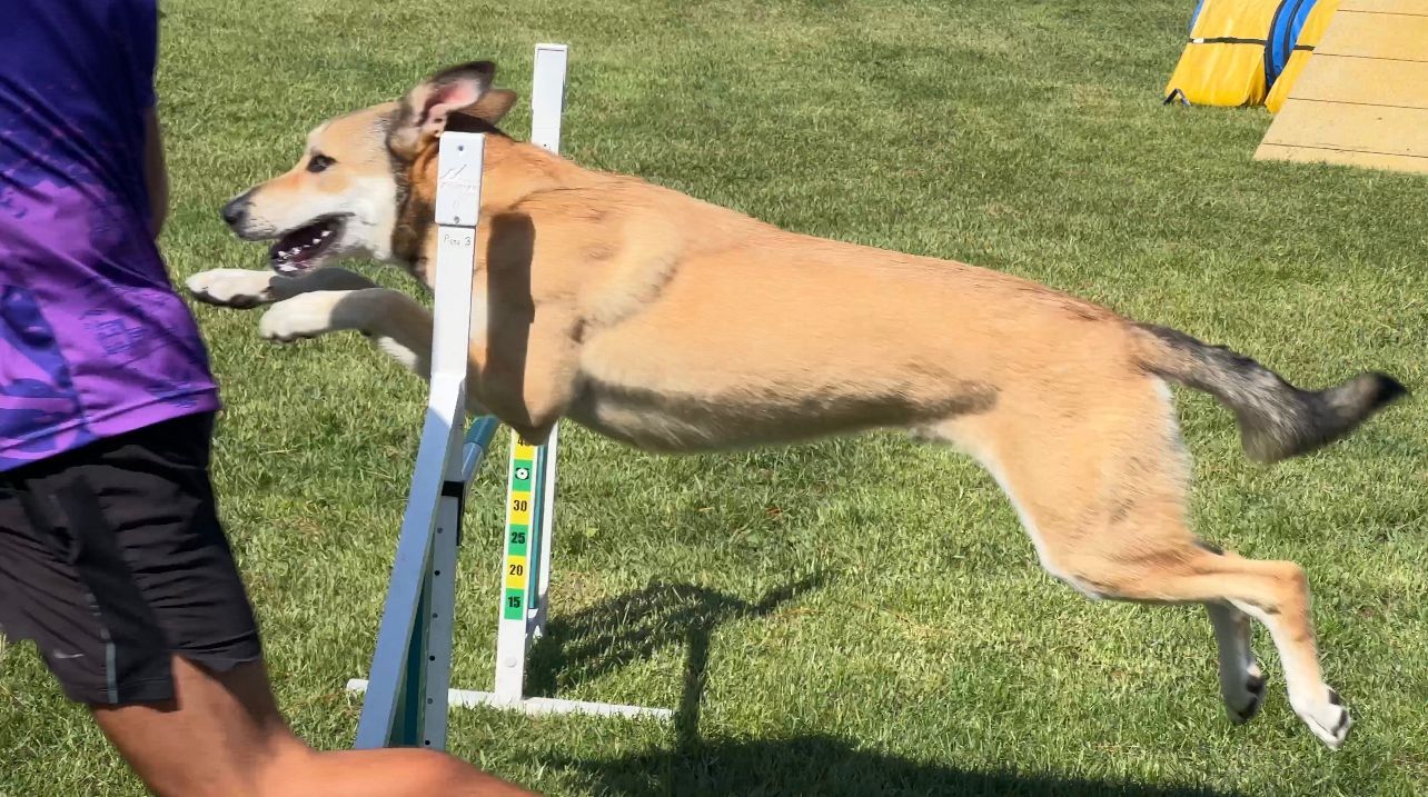 La prueba de la Liga Norte de Agility celebrada en Llanera, en imágenes