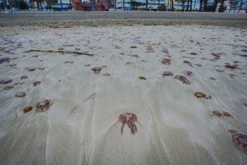 Plaga de medusas en la Playa de San Juan