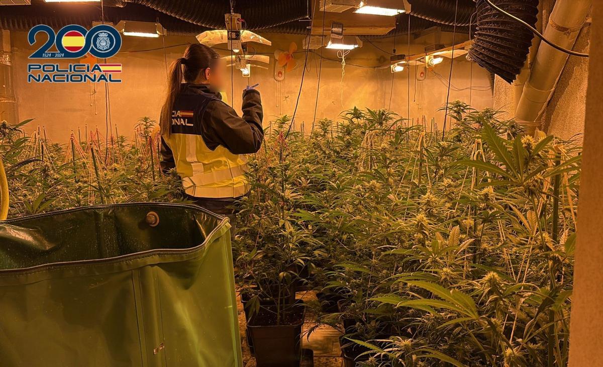 Una de las plantaciones intervenidas por la Policía Nacional en Port de Sagunt, Chiva y Torás.