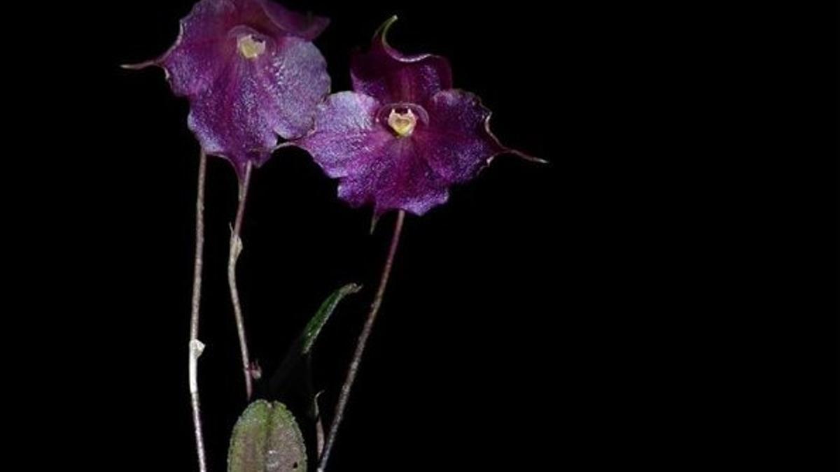 Brachionidium montieliae L. Valenz, nueva especie de orquídea