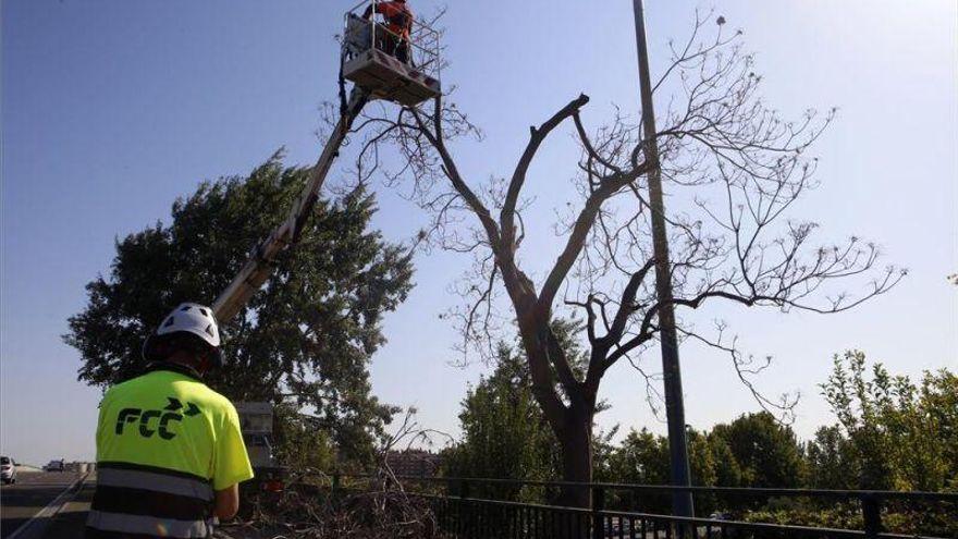 Las podas se incrementarán con el nuevo contrato.