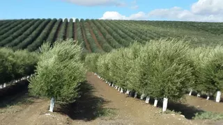 Córdoba produce un total de 299.475 toneladas de aceite en la última campaña