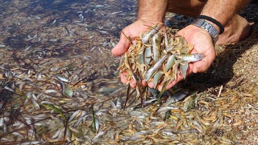 Teresa Ribera advierte de que la situación del Mar Menor es una &quot;emergencia ambiental&quot;