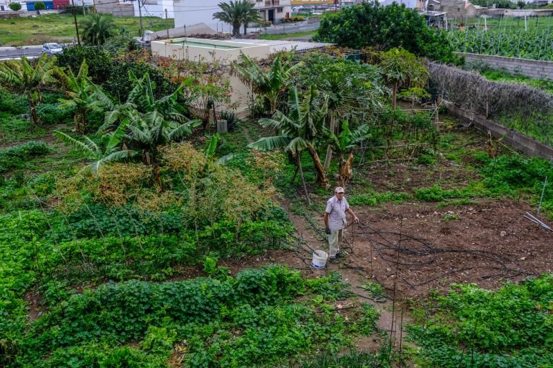 El agua caída con filomena beneficia al campo aruquense