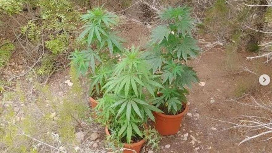 Hallan varias macetas de cannabis en un bosque de Ibiza