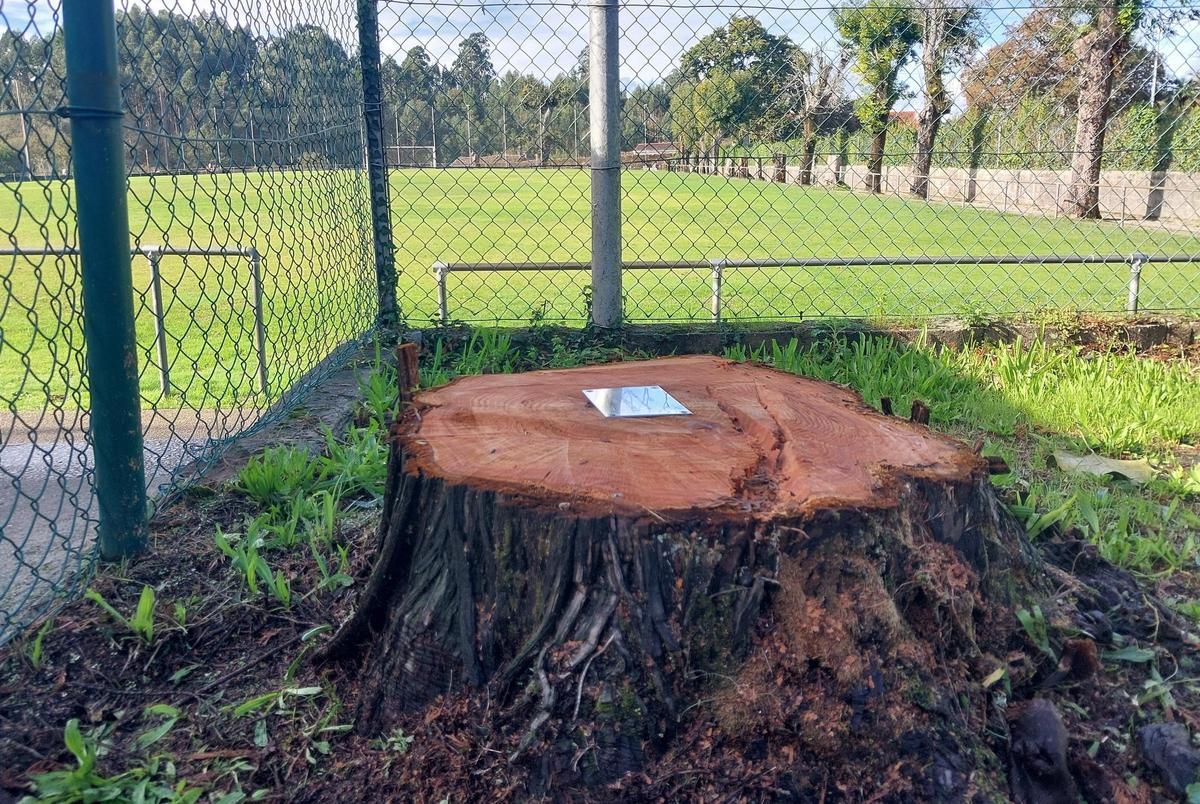 Tras la tala del abeto, la placa en recuerdo de ramón Sanmartín ha sido clavada en los restos del árbol