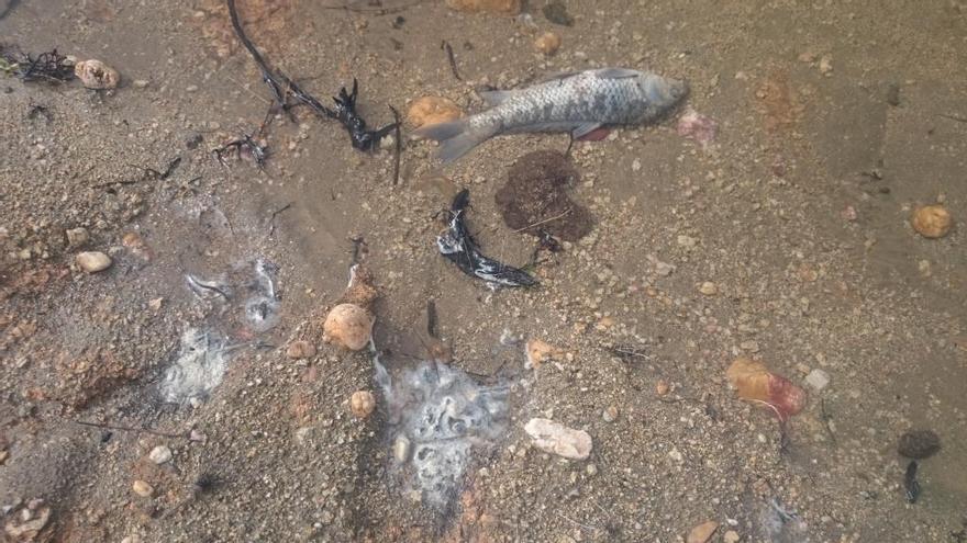 Peces muertos en el embalse de Almendra