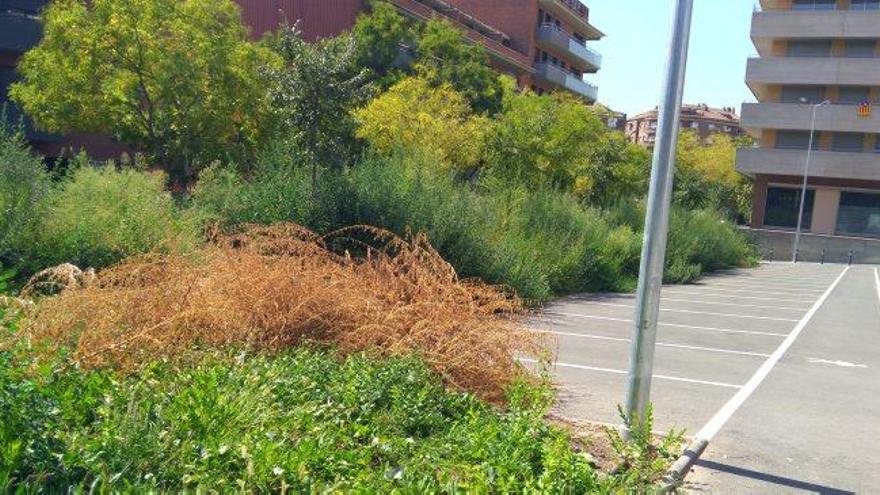 Males herbes de més de 2 metres