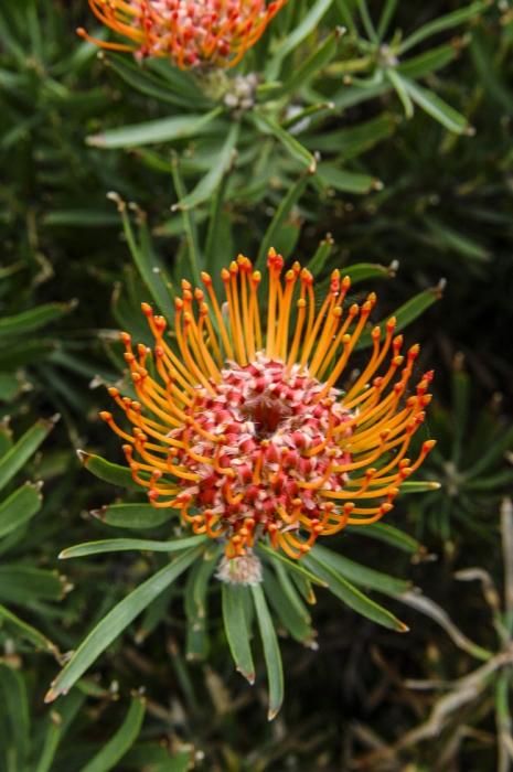 Visita a una plantacion de proteas een la Granja Agrícola del Cabildo. FOTOS: JC CASTRO