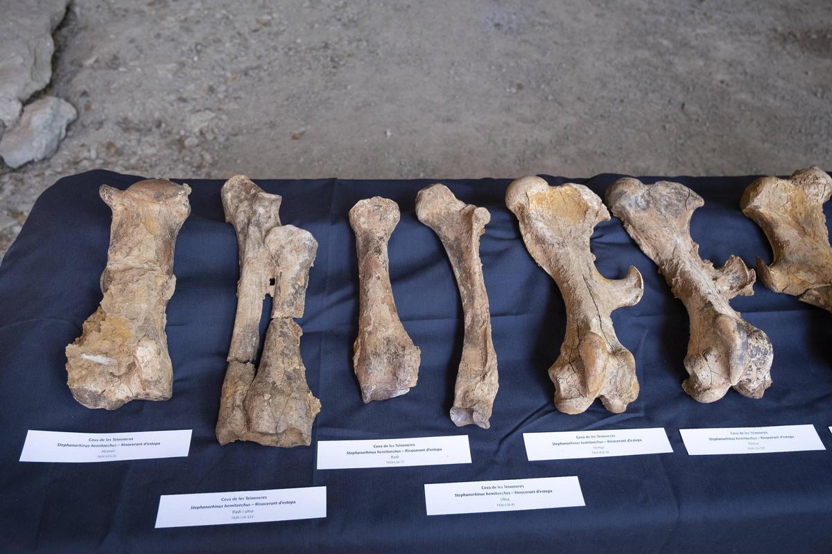Ossos dels rinoceronts trobats a la Cova de les Teixoneres exposats, ahir, a la roda de premsa