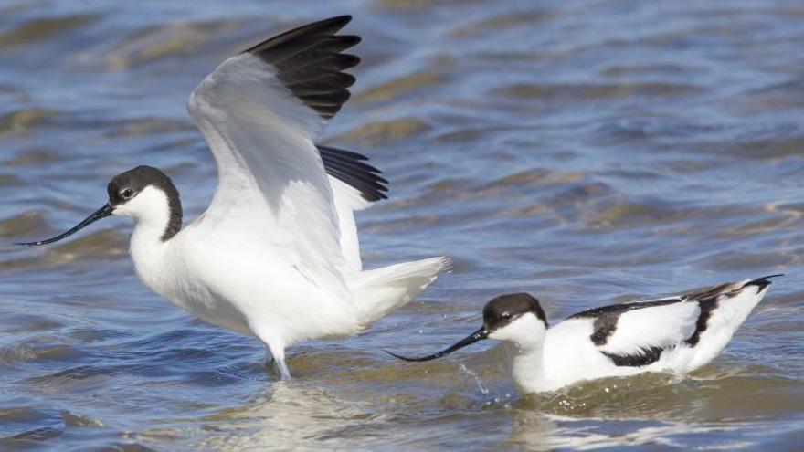 Avoceta común en s’Estany Pudent. | GERARDO FERRERO