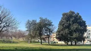 Vecinos de Utebo critican la ubicación del nuevo centro de salud: "Es una zona con arbolado que tiene décadas y hay muy cerca una dolina"