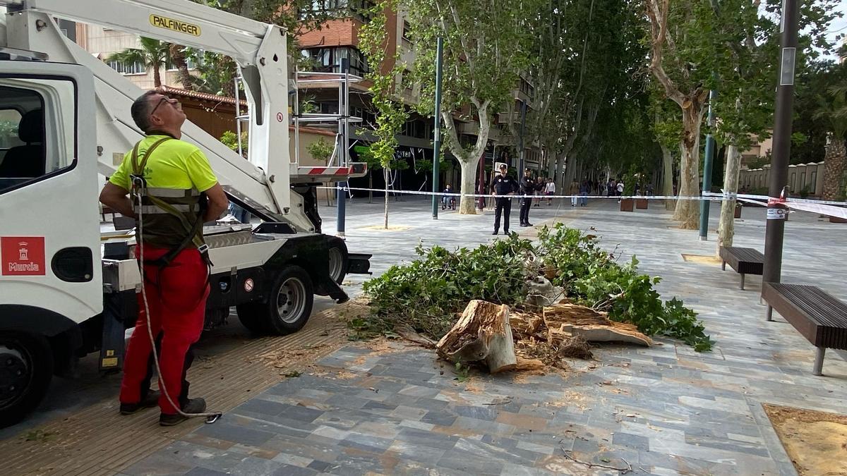La caída de una rama gigante en el paseo Alfonso X de Murcia deja dos heridos