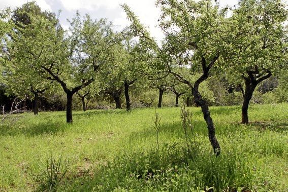 Schafherde, Baumplantage und Paradies für Insekten: zu Besuch bei Jaume Seguí und seinen 18 Hektar Bioland bei Capdellà