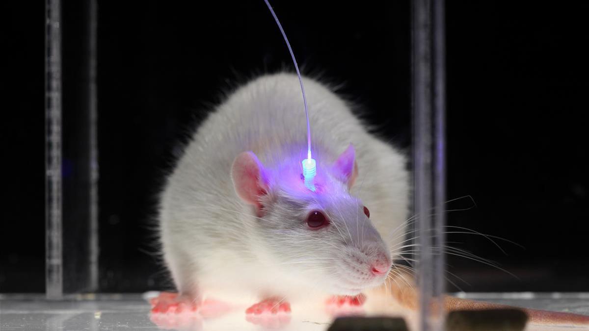 Un ratón cuyo cerebro es manipulado, en el laboratorio de Karl Deisseroth en la Universidad de Stanford, en California (EEUU)