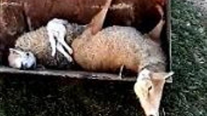 Mueren unas 800 ovejas por una vacuna en mal estado