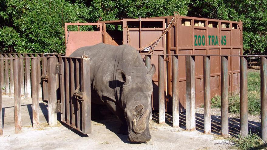 Uno de los últimos animales trasladados del Safari, un rinoceronte.