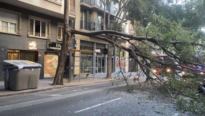 El árbol, antes de ser retirado.