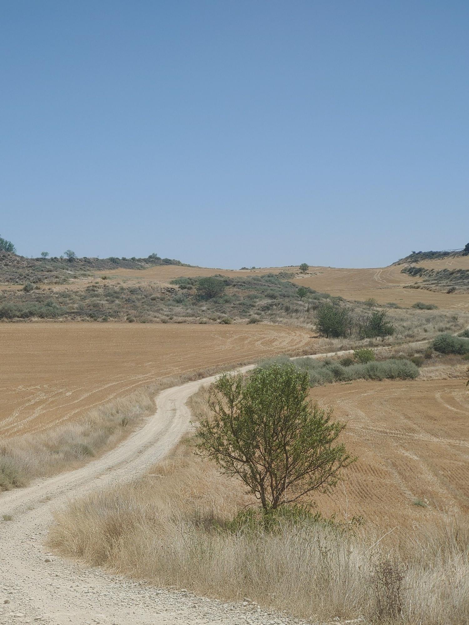 Campos de cereal cerca de Huesca, el pasado martes.