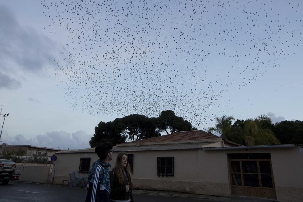 Miles de estorninos y tordos invaden Alicante