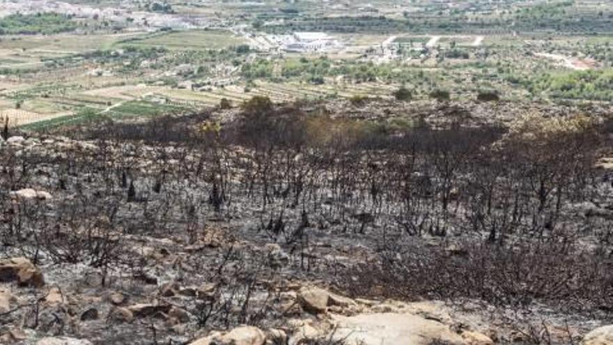 El incendio ha arrasado zonas de matorral.