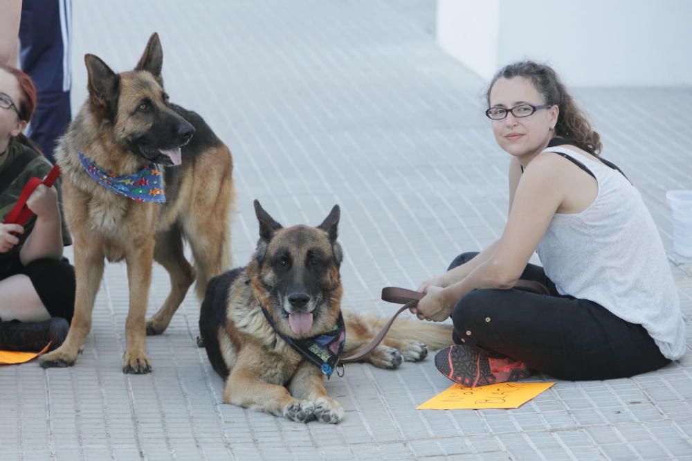 Mallorcas herrenlose Hunde auf dem Laufsteg