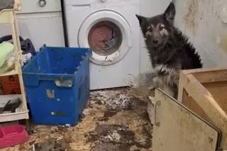 Rescatan en Cartagena a un perro en situación de abandono