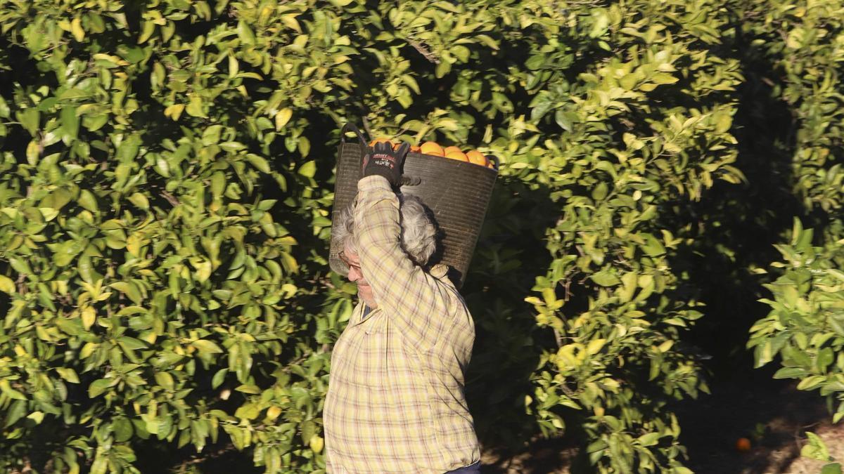 Un collidor carga un capazo lleno de naranjas.