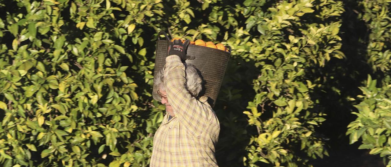 Un collidor carga un capazo lleno de naranjas, una fruta que esta temporada cotiza a precios muy bajos