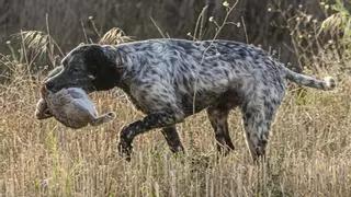 ¿Qué razas de perros sirven para cazar?