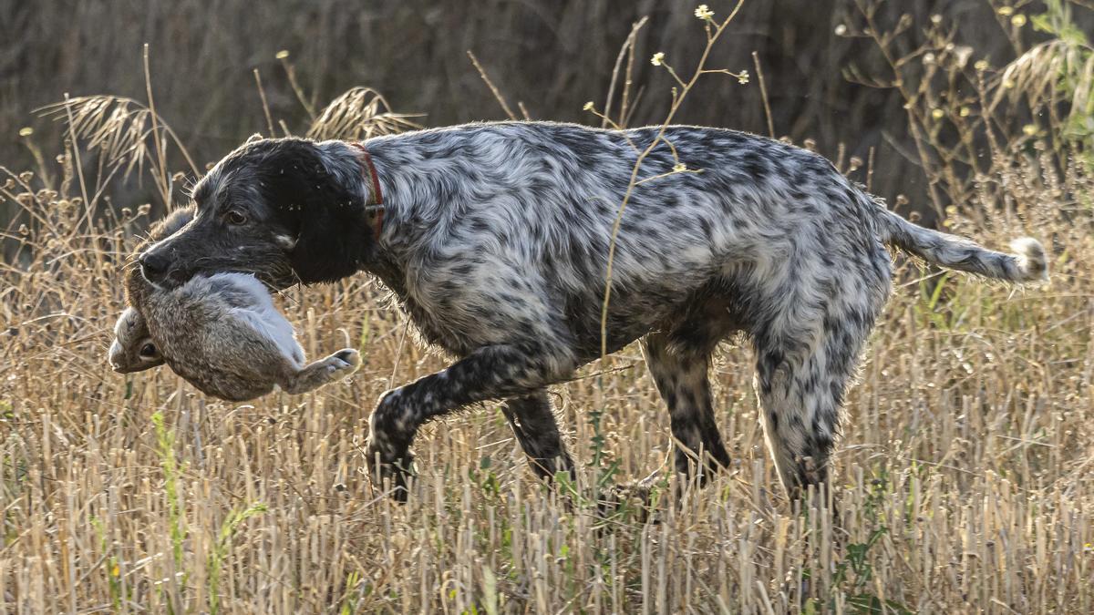 Qué razas de perros sirven para cazar? - Información