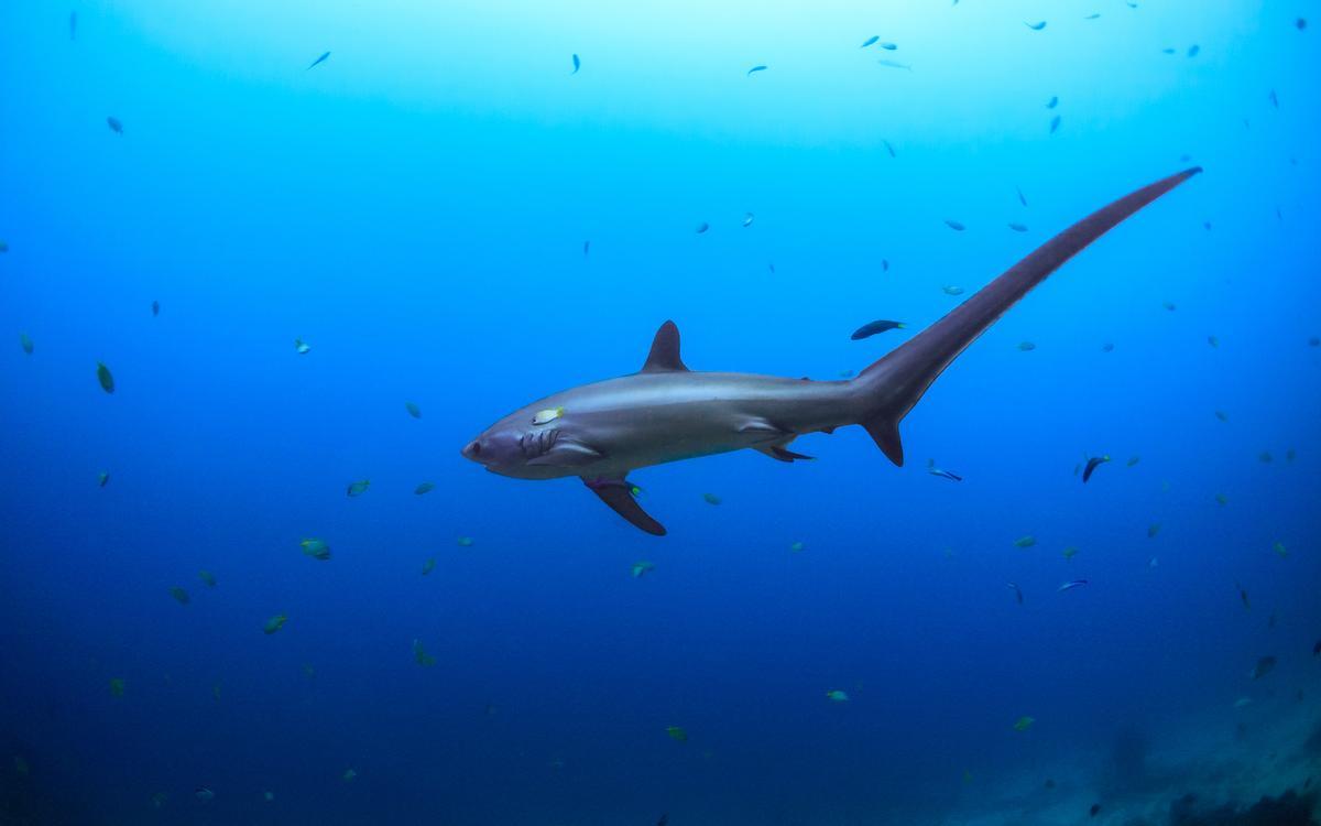 Tiburón zorro, uno de los más afectados por la pesca accidental