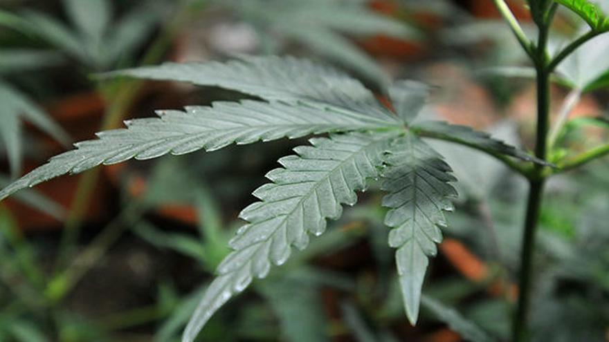 Solicitan 2 años y medio de prisión para un hombre por tener una plantación de marihuana en La Manjoya