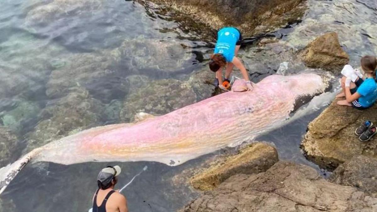 Mitarbeiter des Palma Aquarium untersuchen das tote Tier.