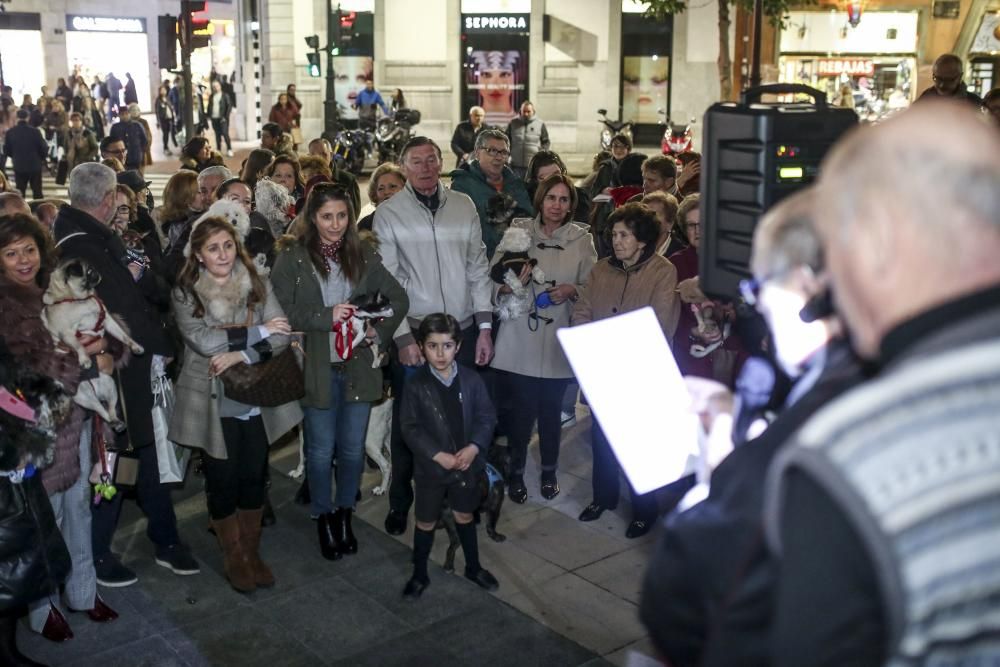 Oviedo bautiza a sus perros por el día de San Antón