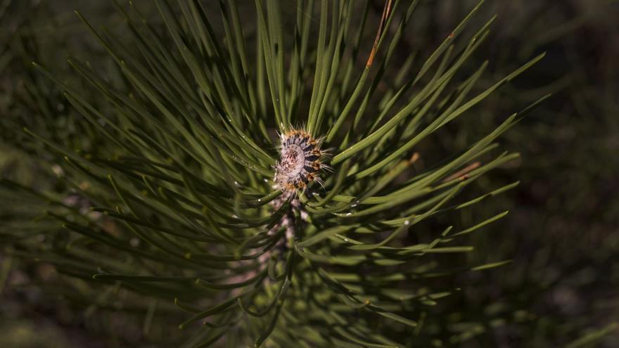 Un ejemplar de oruga procesionaria del pino, un peligro para las mascotas.