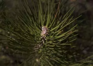El peligro de la procesionaria