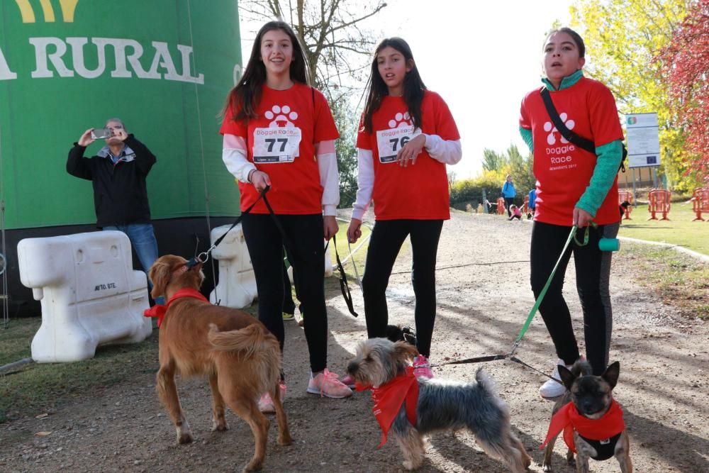 Así ha sido la Doggie Race en Benavente