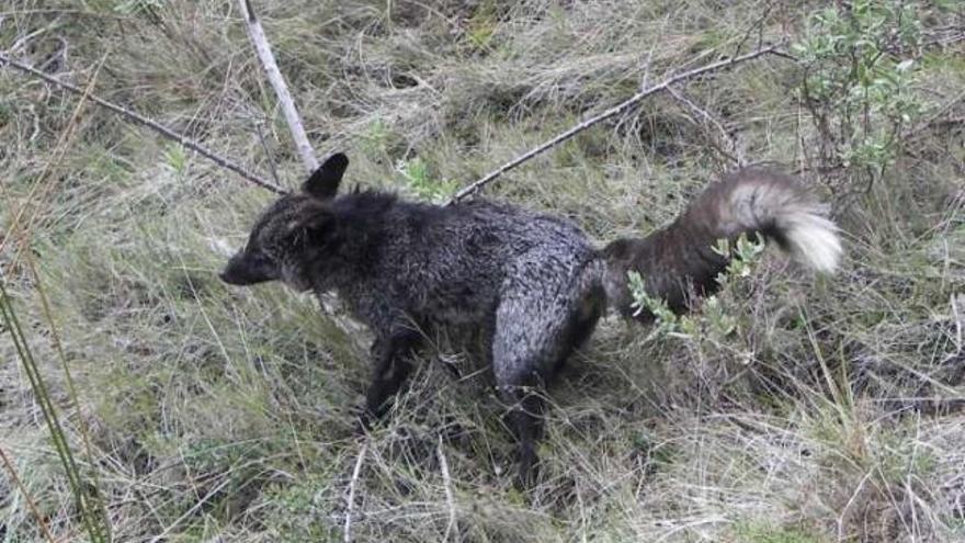 Imagen de uno de los zorros negros observados en el parque natural de Mariola.