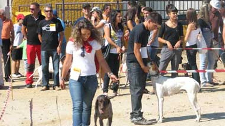 Ahigal estudia potenciar el mercadillo de los domingos con diversos eventos a lo largo del año