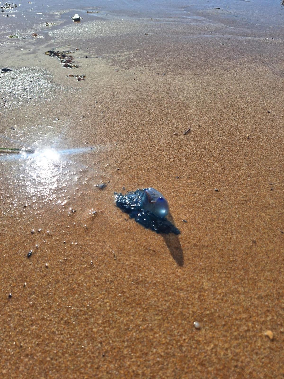 Una carabela portuguesa en la costa chicharrera.