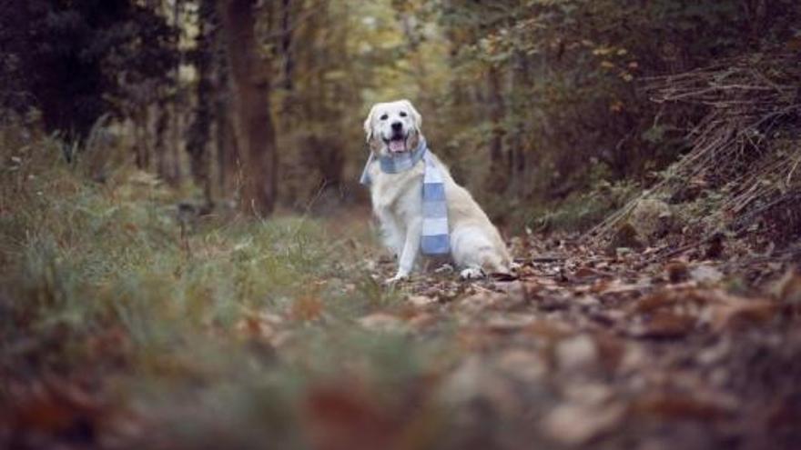 Recta final del concurso &#039;La foto de tu mascota&#039;