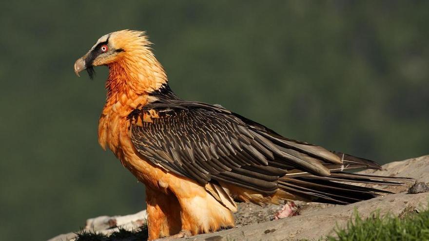 El Eco Museo de Aínsa cuenta con un ejemplar vivo de quebrantahuesos