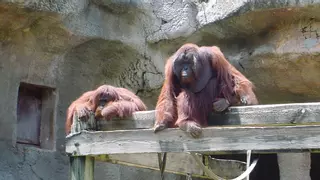 La siesta de los orangutanes